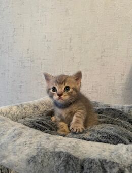 Bkh Kitten Junge - Detmold