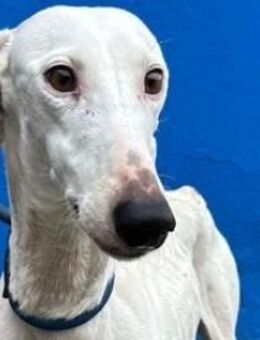 CEREZA - ein sanftes, liebevolles Wesen! - Sulzbach-Laufen