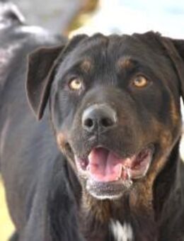 Nana Junghund sucht Sie Mr - Ludwigshafen (Rhein)