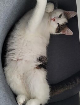Liebevoller Kater - Waiblingen