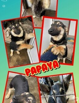 Welpenmädchen Papaya sucht Familie - Nürnberg