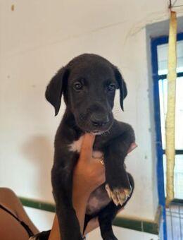 Galgo-Alarm: wir sind 4 und suchen... 🍀 - Marienfließ