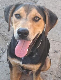 Freundlicher Luis sucht seine Familie - Weilheim (Oberbayern)