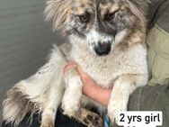 Gracie, kleine, wunderschöne Rumänin - Köln
