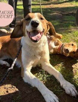 Wundervolle RENNE sucht ihre Familie❤️ - Saarbrücken