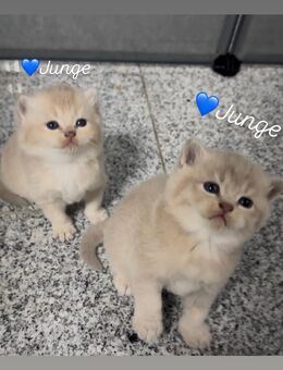 Britisch kurzhaar kitten - Duisburg