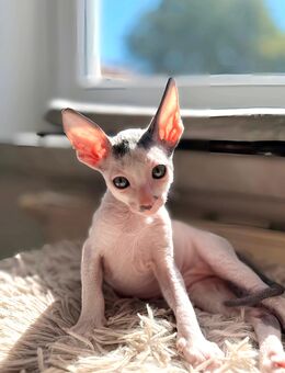 Cornish Rex Kitten Verfügbar - Chemnitz