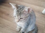 1 babykaterchen sucht noch ein zu Hause - Trier