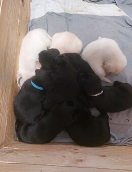 Entlebucher sennenhund/goldenretriver/labrador mix - Maxsain