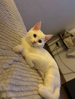 🐾 Wunderschöne Silver Tabby BKH Kitten suchen liebevolles Zuhause 🐾 - Steinheim