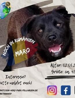 MARO - bereit für neue, tolle Abenteuer - Waakirchen