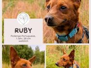 Ruby - klug, keck und voller Charme - Brühl (Nordrhein-Westfalen)