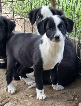 Dumbo sucht Familienanschluss - Tholey