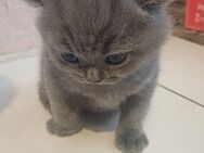 Süsse kitten BKH - Dortmund