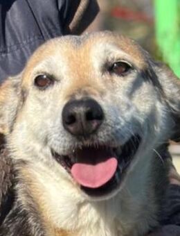 Fiorella 💜💜💜 weiches Körbchen gesucht - Herxheim (Landau)