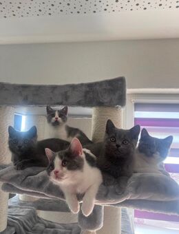 BKH Kitten abgabebereit - Seegebiet Mansfelder Land
