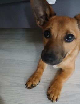 Zuckerschnute Bella sucht ihr Zuhause - Remscheid