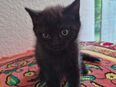 Bkh kitten choclate tabby in 46414
