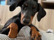 Dobermann-Welpen - Waiblingen