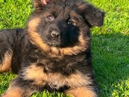 Hübsche Schäferhundwelpen mit SV Papieren - Schwalmstadt