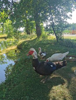 Flugenten Warzenenten - Pfarrkirchen Zentrum