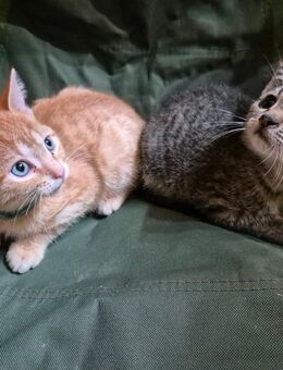 Babykatzen suchen neues Zuhause - Nauheim