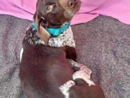 ‼️Notfall - Molly ‼️ - Speyer