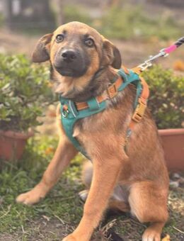 Daggi sucht ein liebevolles Zuhause - Berlin