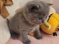Reinrassige BKH-Kitten - Beltheim