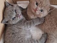Bkh Kitten Blue und Lilac - Schwelm