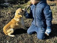 BRODY ruhig freundlich sehr sozial 🐾♥️ - München