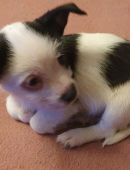 Chihuahua Welpen suchen ihr zu Hause - Barleben