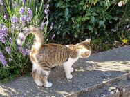 Süße Babykatzen - Creglingen