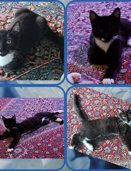 Maine Mix Kitten abzugeben - Sankt Michaelisdonn