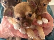 Chihuahua Welpen zu verkaufen - Nordholz