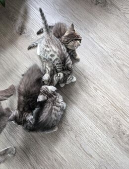 BKH Mix Kitten - Altenau