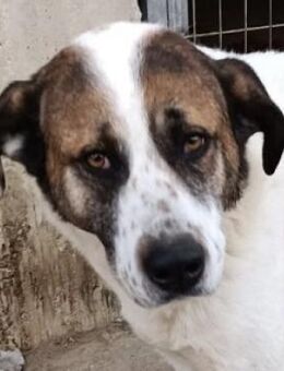 Mortis, die schüchterne Seele - Mettmann