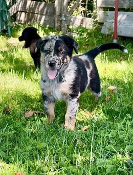 Hütehund-Mischlinge - Bessenbach