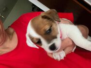 Welpen Jack Russell Terrier reinrassig ( mit den kürzeren Beinen) - Erlangen