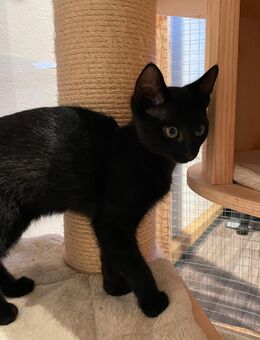 unsere Ts - Tilda (w) und Toni (w) - Kleve (Nordrhein-Westfalen)
