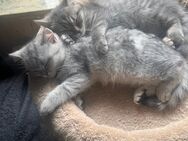 Bkh mix Kitten - Iserlohn