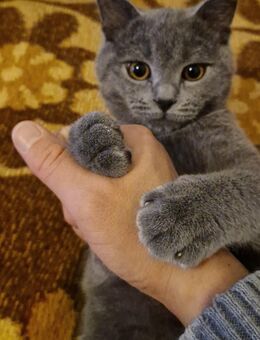 Britisch Kurzhaar 2 Kater 27 wochen suchen ein zuhaus - Garbsen