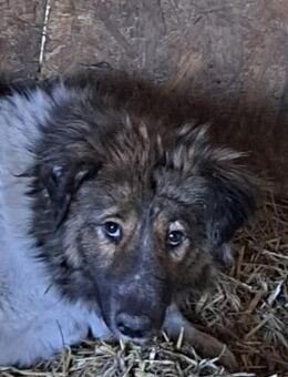 Romy - Hundeflüsterer gesucht - Dreikirchen