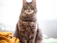 Perfekt Kater Lustig - Berlin