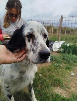 BURT 🧡🧡🧡MÖCHTE IHR HERZ EROBERN - Herxheim (Landau)