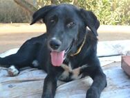 Harrison mag Menschen, Hunde, Katzen - Mettmann