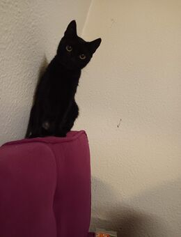 Schweren Herzens Katze abzugeben - Hagen (Stadt der FernUniversität)