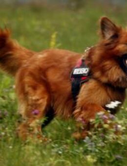 Knut, nur für Hundeprofis - Neuhausen (Spree)