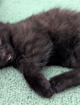 Kätzchen kitten Katzenbabys - Neuhausen (Fildern)