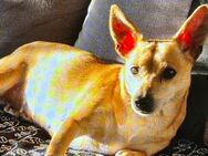 Chihuahua Hündin sucht neues liebevolles zu Hause - Berlin Spandau